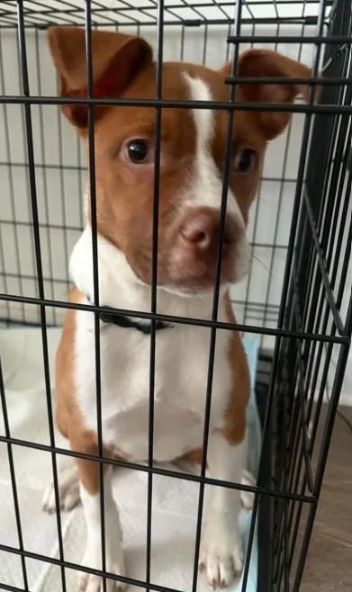 A young medium-sized female Boxer dog named Reese for adoption in Madison, NJ