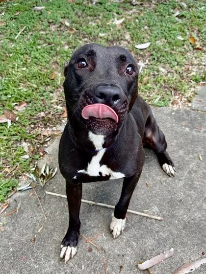 An adult medium-sized female Pit Bull Terrier dog named Bella for adoption in New Orleans, LA