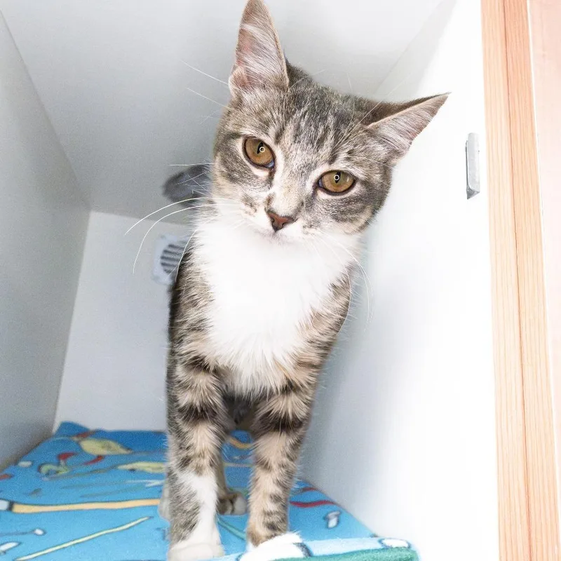 A young medium-sized female Gray / Blue / Silver Domestic Short Hair cat named Muizza for adoption in South Elgin, IL