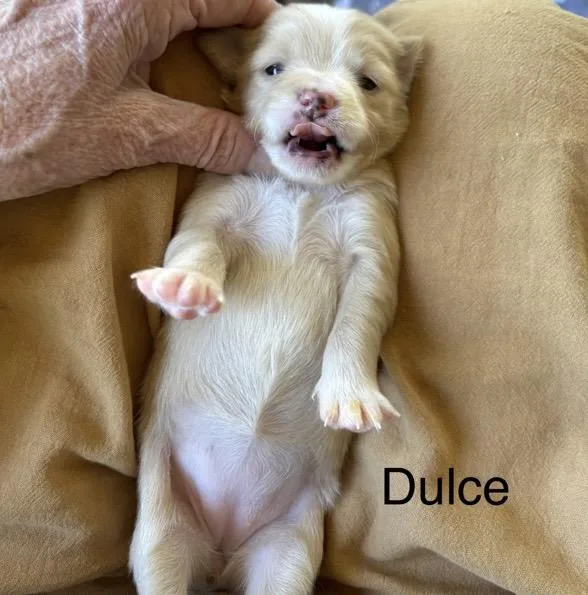 Dulce