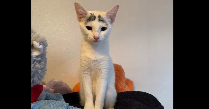 A young medium-sized female Gray & White Turkish Van cat named Chloe for adoption in Deland, FL