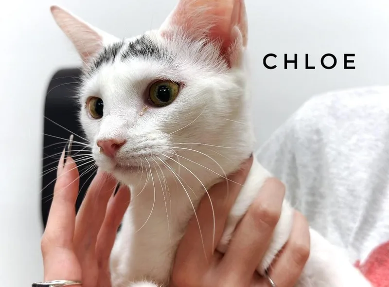 Chloe thumbnail 2
