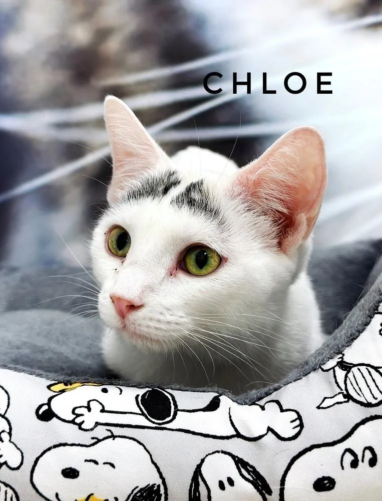 Chloe thumbnail 5