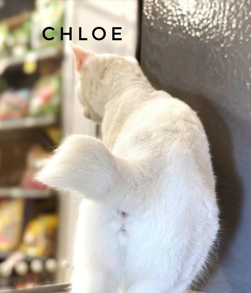 Chloe thumbnail 6
