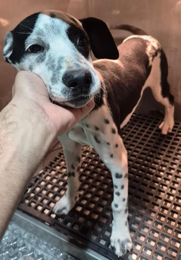 A young medium-sized male Labrador Retriever dog named Pen for adoption in Lawrenceville, GA