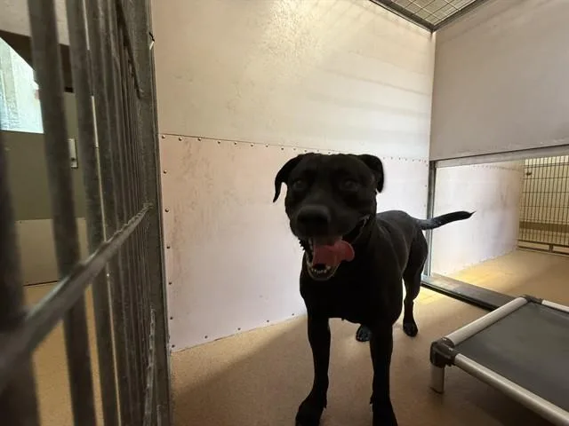 An adult large-sized male Pit Bull Terrier dog named Clark Kent for adoption in Martinez, CA