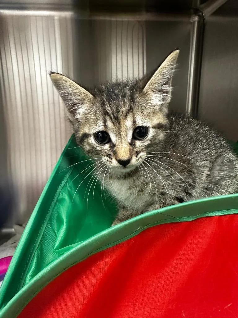 A baby medium-sized female Domestic Short Hair cat named Dolly for adoption in Jonesboro, AR