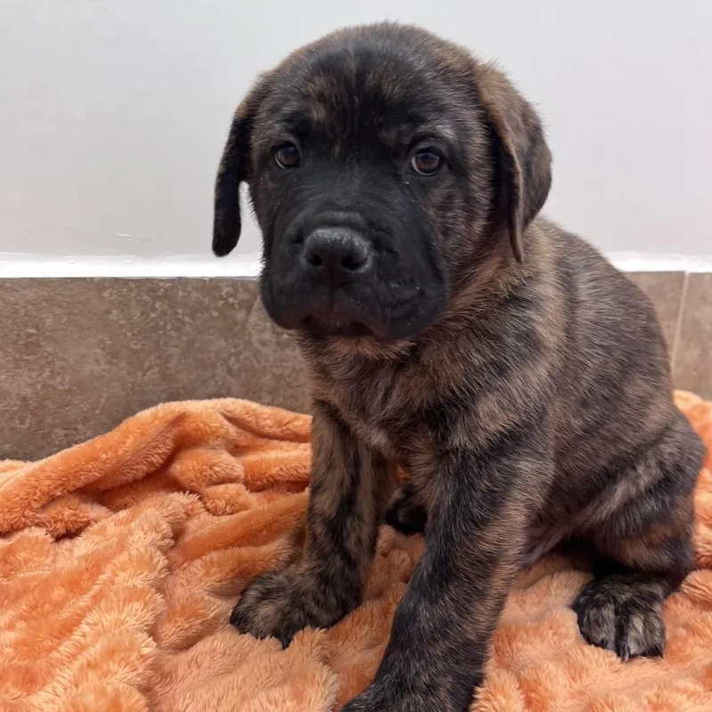 A baby medium-sized male Brindle Labrador Retriever dog named Da Ba Da for adoption in Kanab, UT