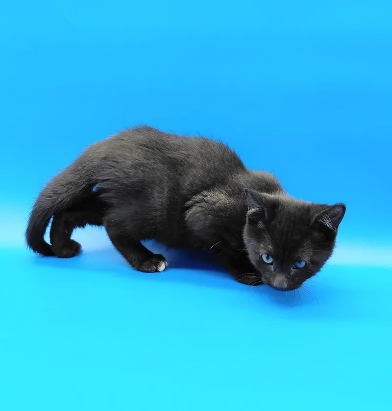 A baby medium-sized female Black Domestic Short Hair cat named Patricia for adoption in Springfield, MO