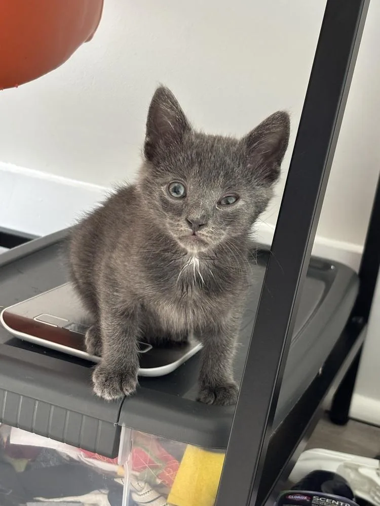 A baby small-sized male Gray & White Domestic Short Hair cat named Mickey for adoption in Oak Park, MI