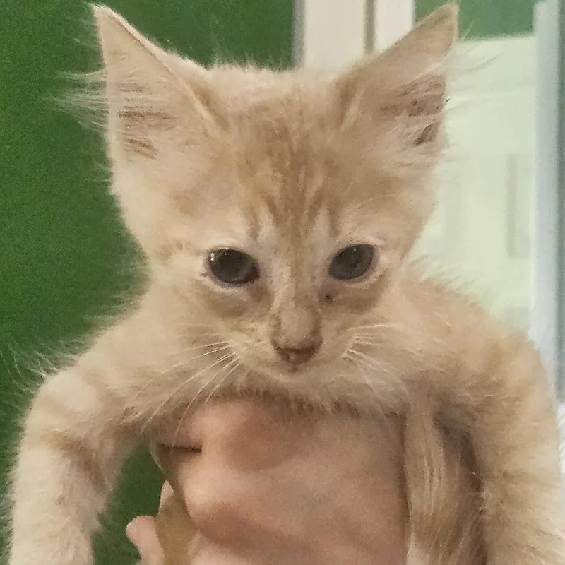 A baby small-sized male Orange / Red Domestic Short Hair cat named Dali for adoption in Kyle, TX