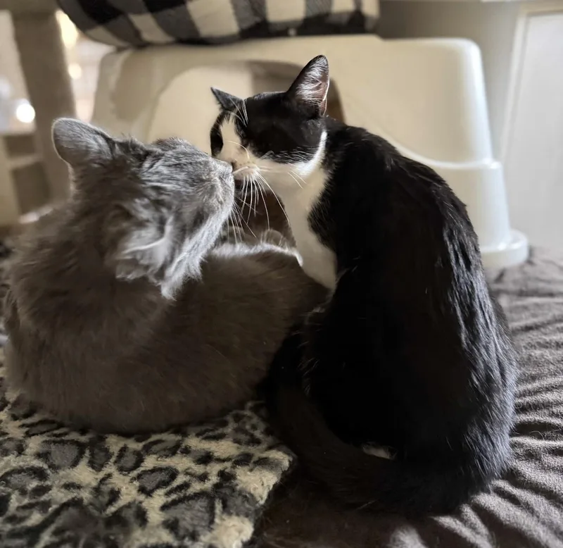 A young small-sized female Black & White / Tuxedo Domestic Medium Hair cat named Maddy & Teri for adoption in Prescott, AZ
