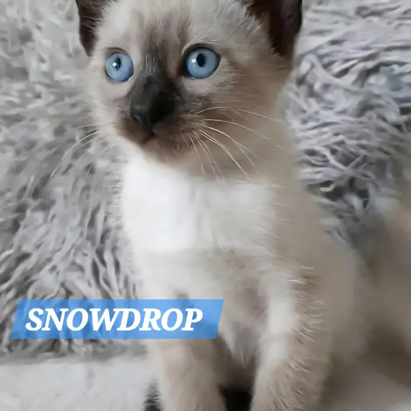 A baby medium-sized female Lilac Point Siamese cat named Snowdrop for adoption in Orange, CA