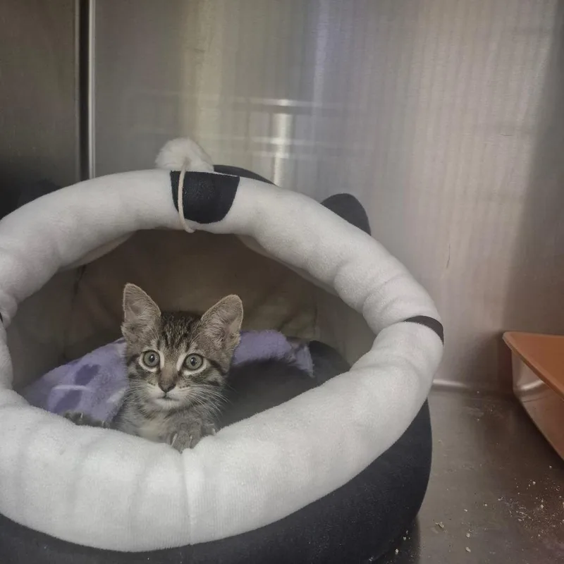 A baby small-sized female Gray / Blue / Silver Domestic Short Hair cat named Pomni for adoption in Upland, CA