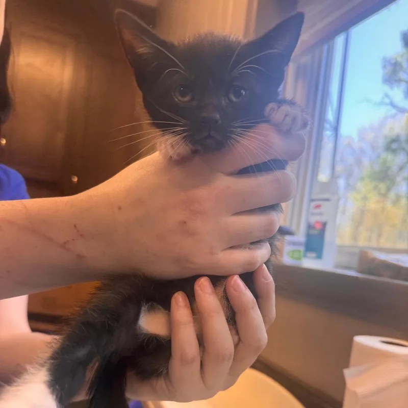 A baby small-sized female Black Domestic Short Hair cat named Void Mayonnaise for adoption in Wilmington, DE