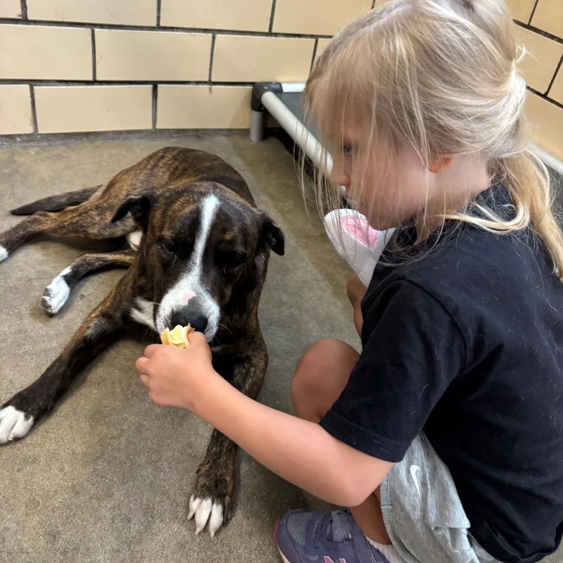 A young medium-sized male Brindle Mixed Breed dog named Chocolate for adoption in Edwardsville, IL