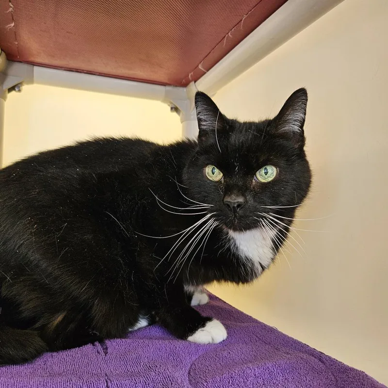 A senior large-sized male Black Domestic Short Hair cat named Knightly for adoption in Harrisonburg, VA