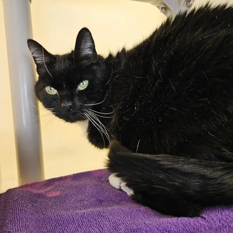 Knightly thumbnail 2