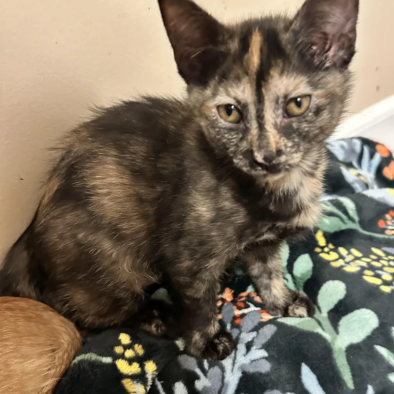 A baby medium-sized female Tortoiseshell Domestic Short Hair cat named Jellycat for adoption in East Lansing, MI