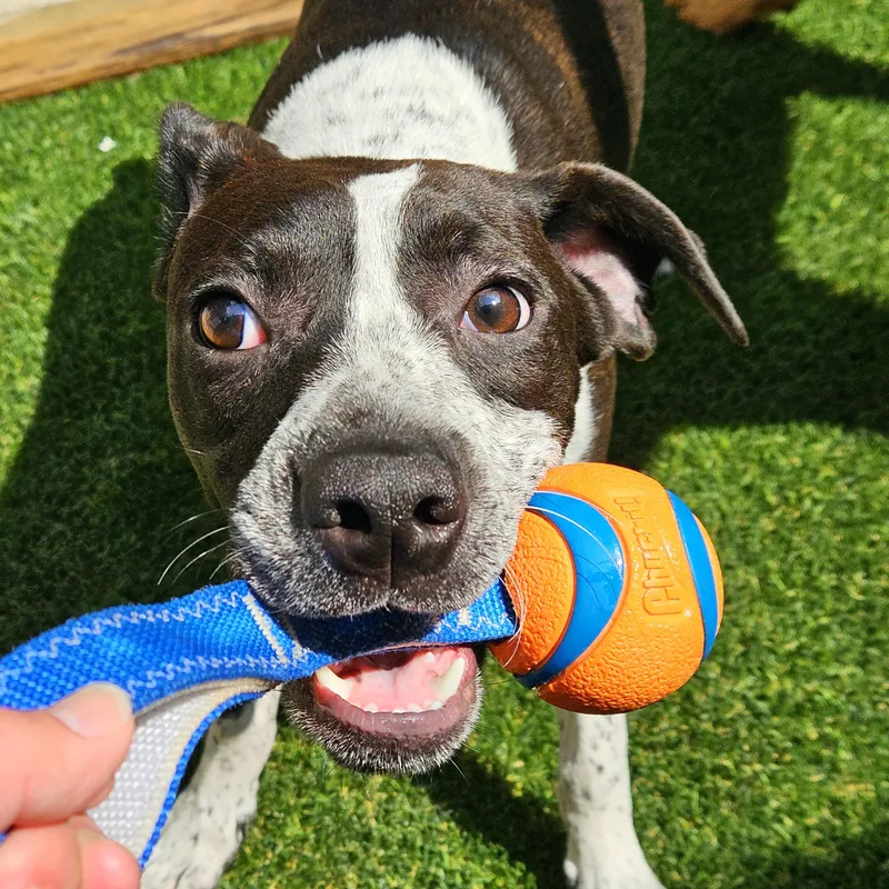 A young medium-sized male Boxer dog named Colby for adoption in Chicago, IL