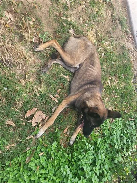 A young large-sized male Belgian Shepherd / Malinois dog named Colt for adoption in San Antonio, TX