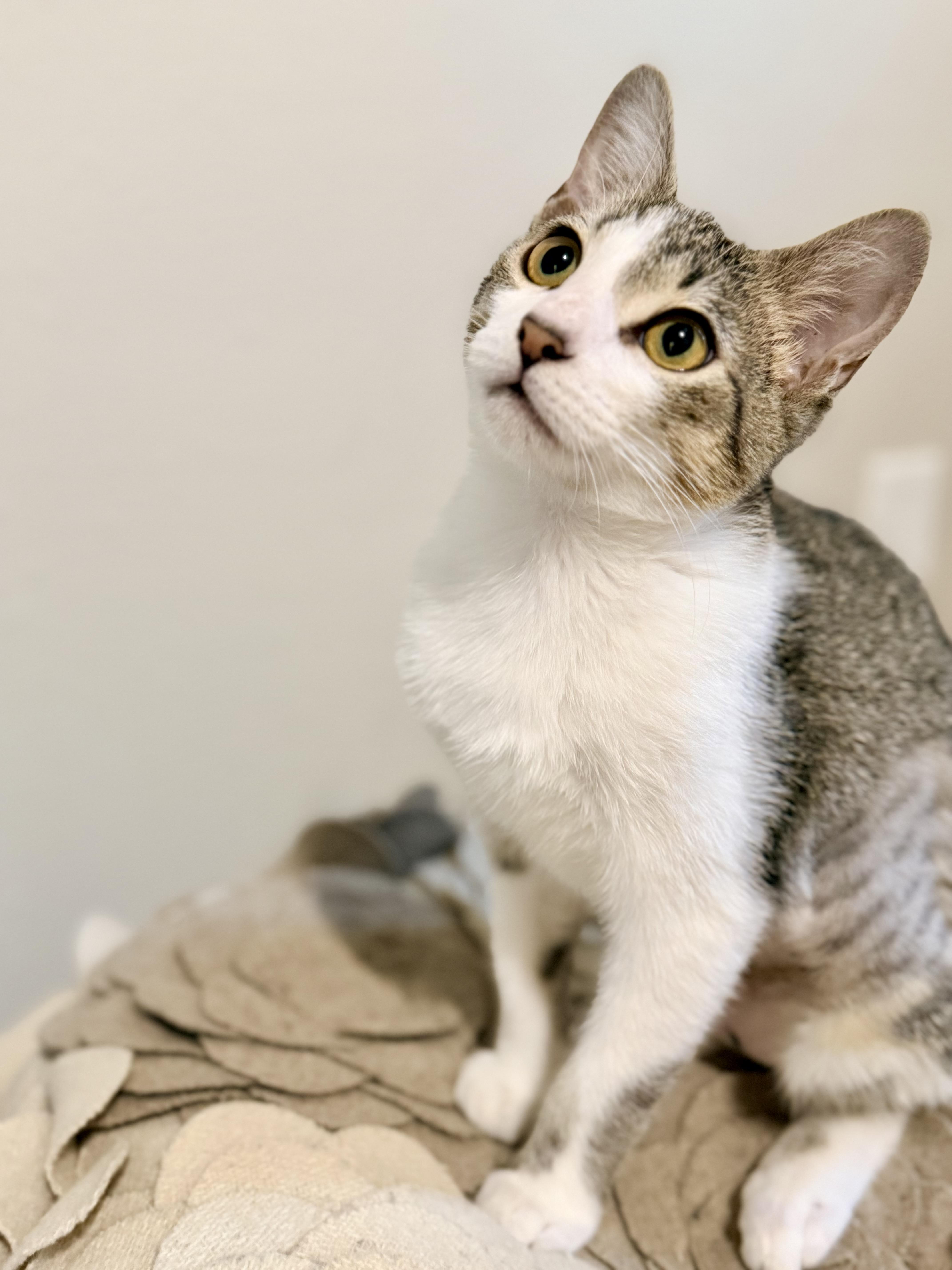 A baby small-sized female Gray & White Domestic Short Hair cat named Starr  Riley Fuzzel for adoption in Spring, TX