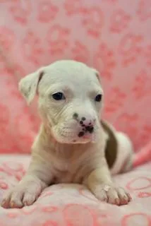 A baby medium-sized female Bulldog dog named Dove for adoption in Miami, FL