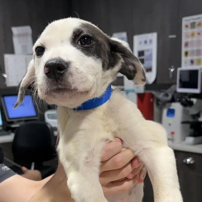 A baby medium-sized male Labrador Retriever dog named Deuce for adoption in Tampa, FL