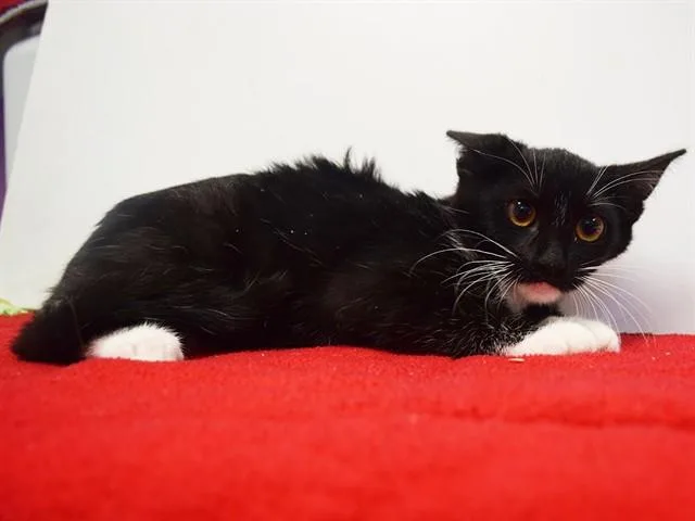 A baby small-sized female Domestic Short Hair cat named Caliente for adoption in Sacramento, CA