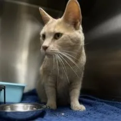 An adult large-sized male Buff / Tan / Fawn Domestic Short Hair cat named Cat for adoption in Bullhead City, AZ