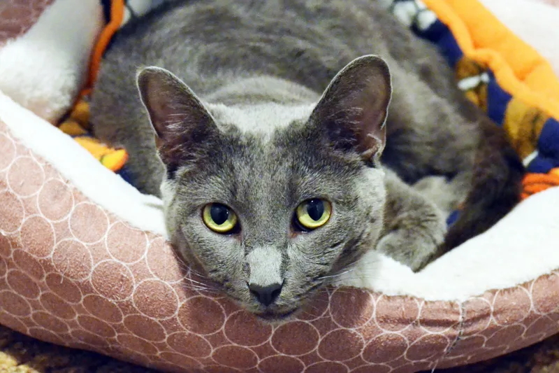 A senior large-sized female Domestic Short Hair cat named Cora for adoption in Lincoln, NE