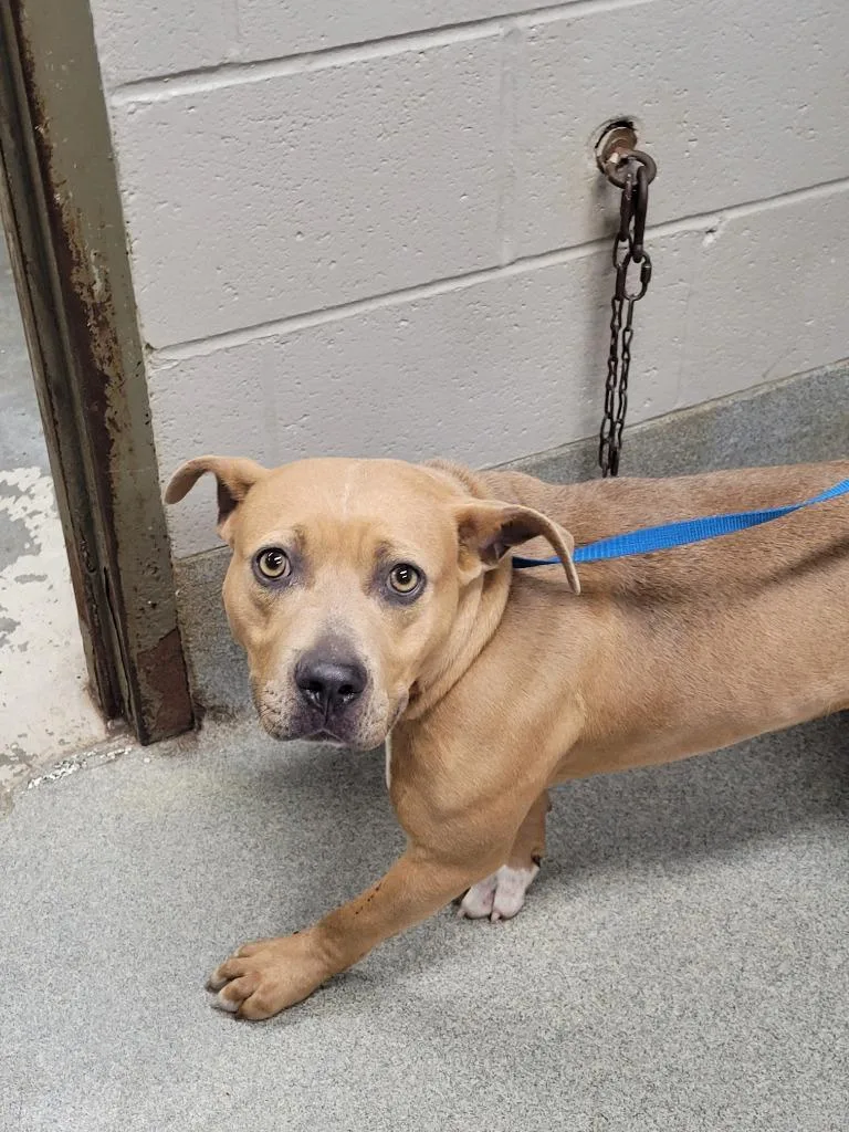 A baby large-sized female Terrier dog named Ivanna for adoption in Hopkinsville, KY