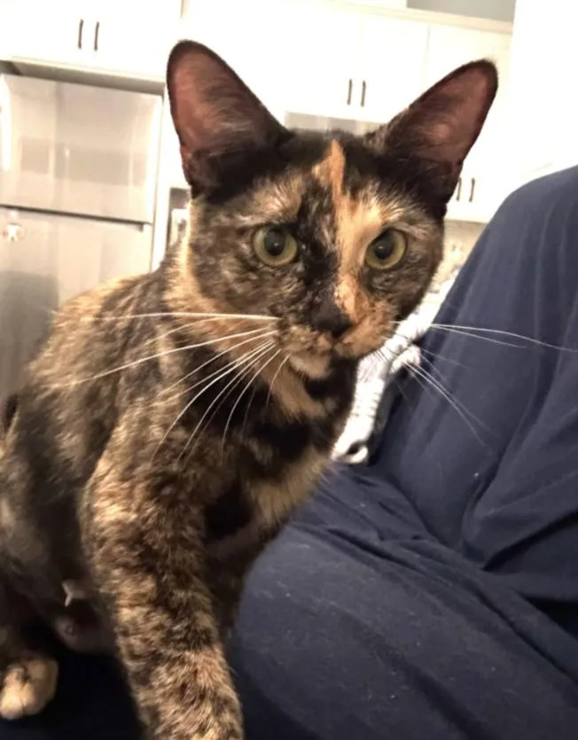 A young medium-sized female Domestic Short Hair cat named A for adoption in Burbank, CA