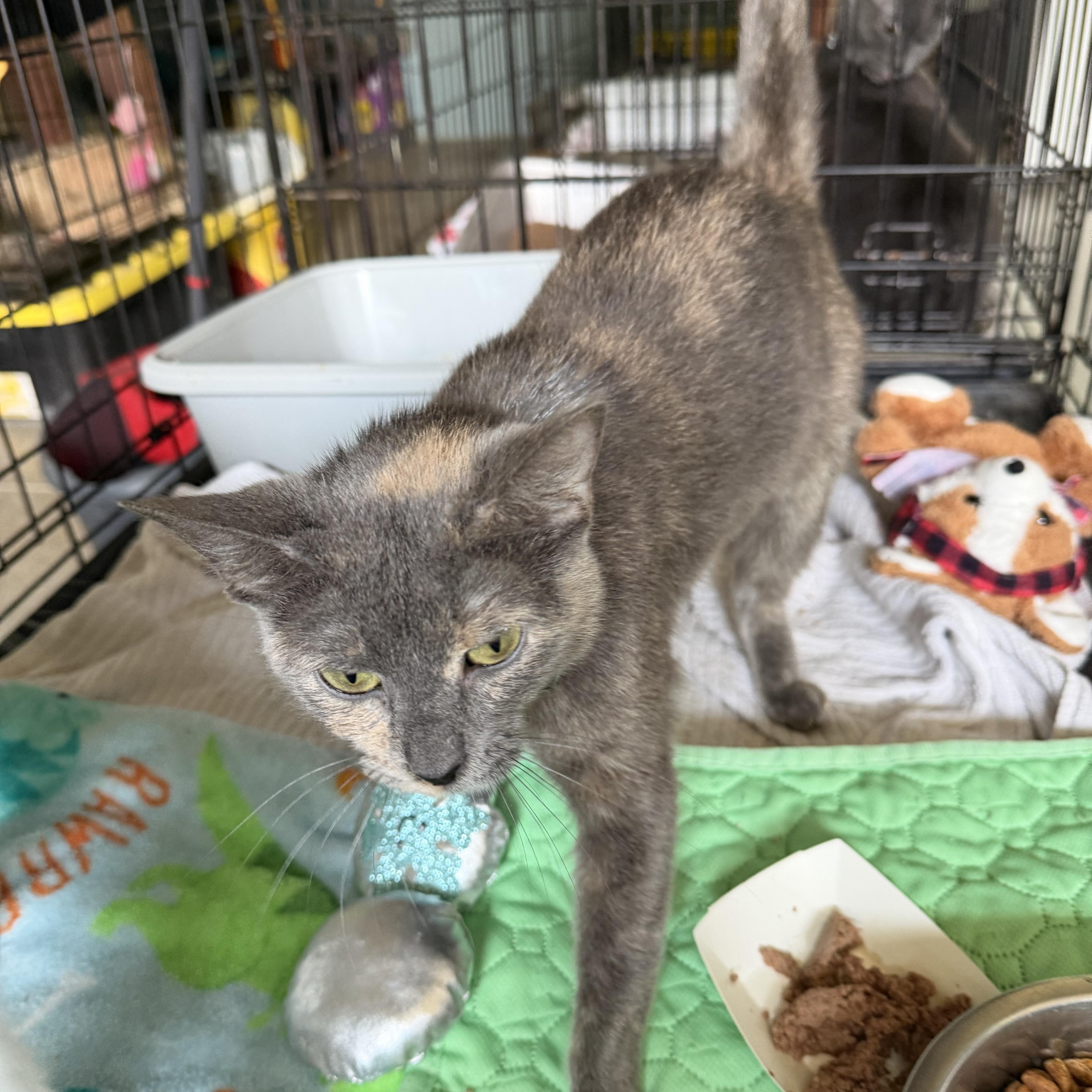 An adult medium-sized female Domestic Short Hair cat named Sunshine for adoption in Warren, OH