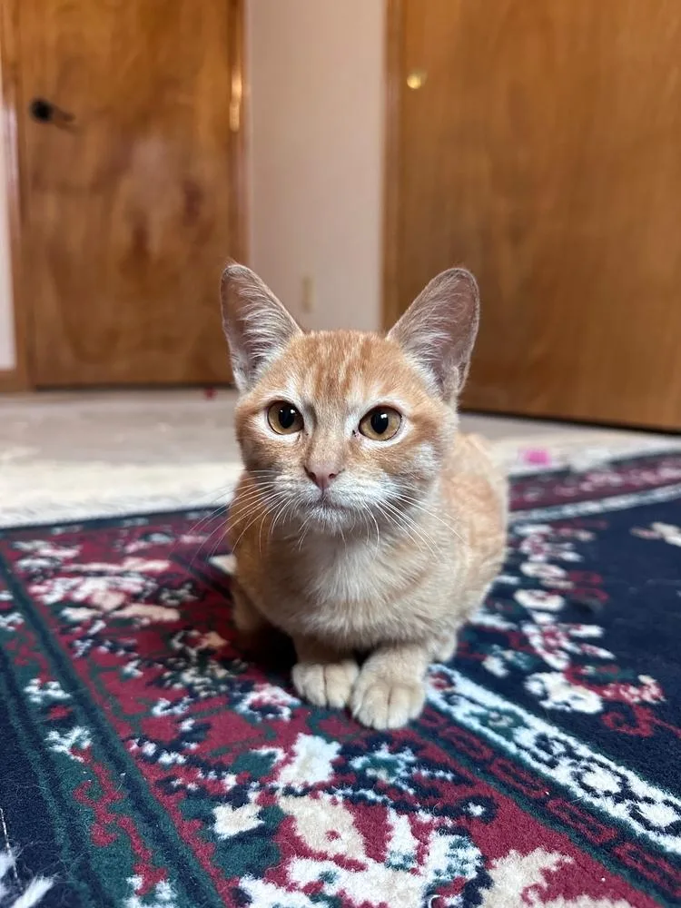 A baby small-sized female Domestic Short Hair cat named Dream for adoption in Thornton, CO