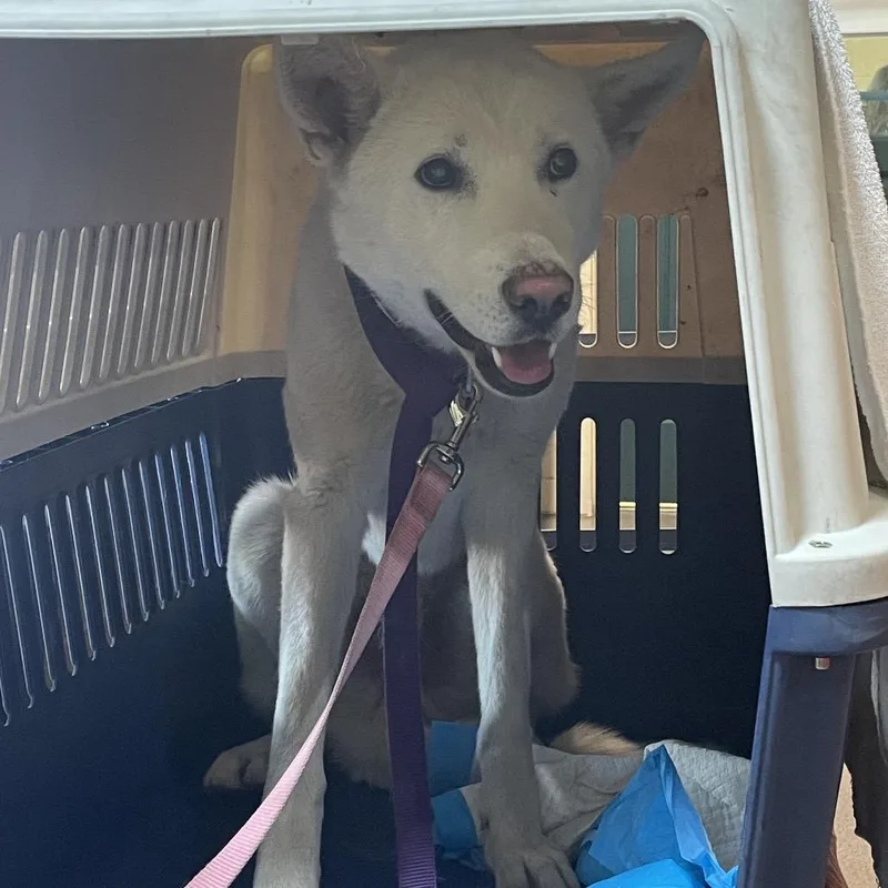 A baby large-sized male White / Cream Husky dog named Brad for adoption in Pasadena, CA