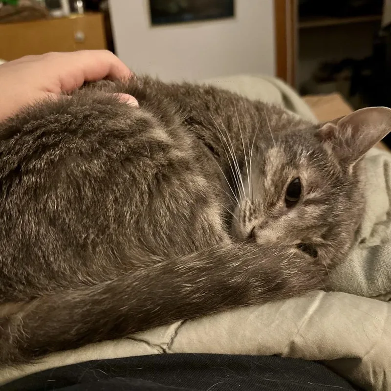 An adult medium-sized female Gray / Blue / Silver Domestic Short Hair cat named Peeps for adoption in South Elgin, IL