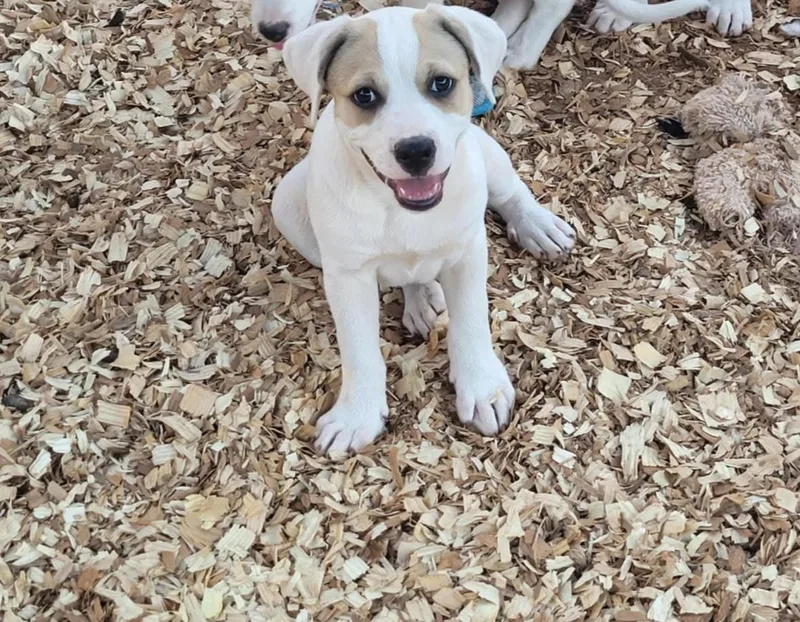 A baby medium-sized female American Bulldog dog named Gracie for adoption in Hillsdale, NY