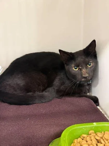 A young medium-sized male Black Domestic Short Hair cat named Vader for adoption in Leitchfield, KY