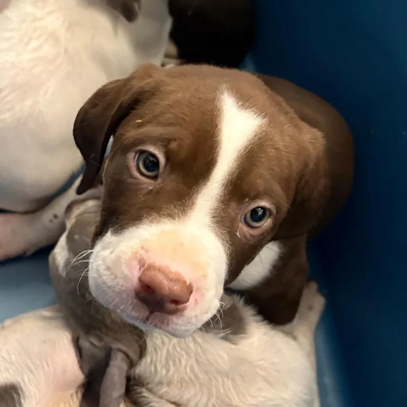 A baby medium-sized female Brown / Chocolate Mixed Breed dog named StrayMilgenRoad for adoption in Columbus, GA