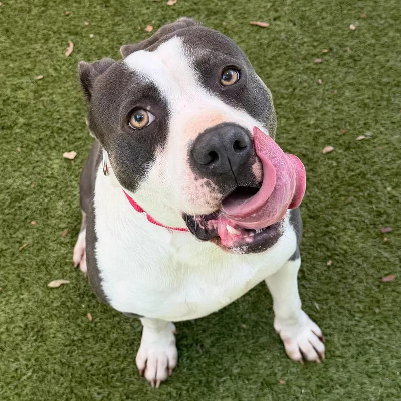 An adult medium-sized male Gray / Blue / Silver Mixed Breed dog named Danny for adoption in Titusville, FL