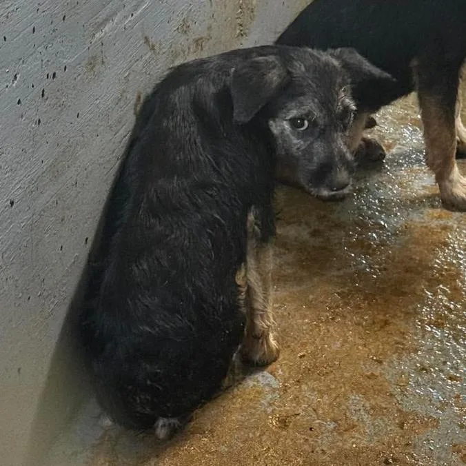 A baby small-sized male Mixed Breed dog named Bonfire for adoption in Rockville, MD