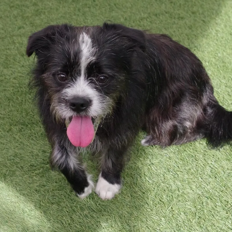 A young medium-sized male Black Terrier dog named Puppy Tony for adoption in Miami, FL