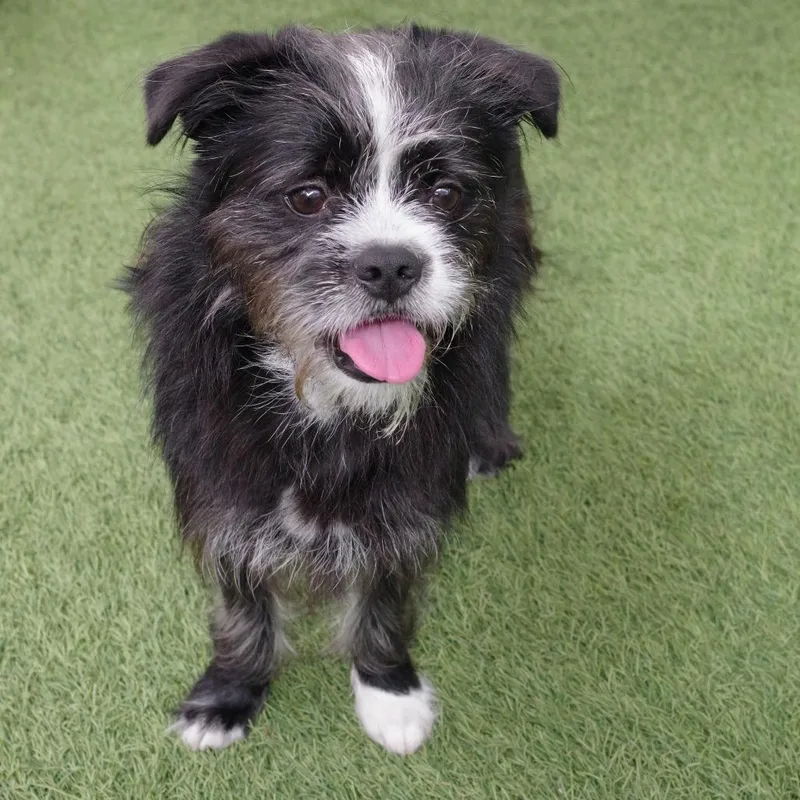 Puppy Tony thumbnail 3