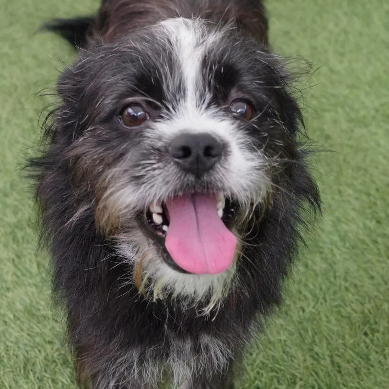 Puppy Tony thumbnail 5