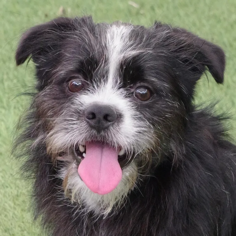 Puppy Tony thumbnail 6