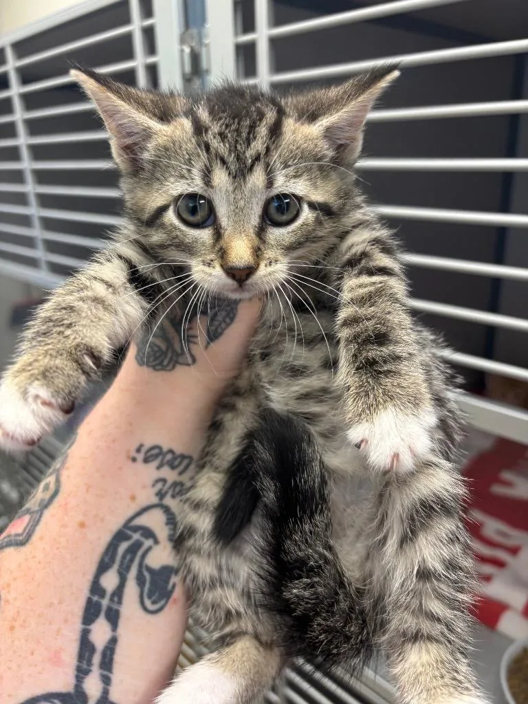 A baby small-sized female Domestic Short Hair cat named Jubilee for adoption in Liverpool, NY