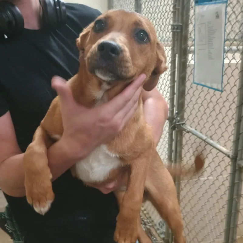 A baby medium-sized female Yellow / Tan / Blond / Fawn Shepherd dog named Laverne for adoption in Palestine, TX