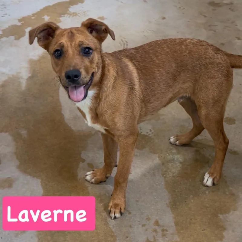 Laverne thumbnail 2