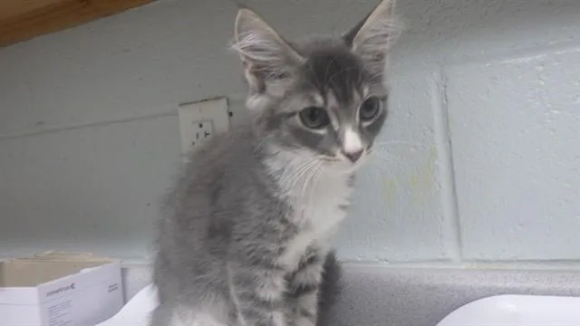 A baby small-sized male Domestic Medium Hair cat named Alek for adoption in Augusta, GA
